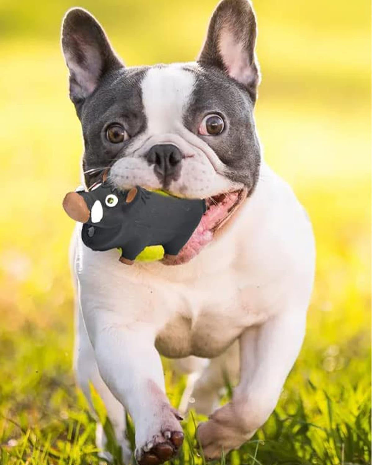 Squeaky Dog Toys for Aggressive Chewers, Dog Toys That Oinks, 2 Pack Latex Pig Dog Toys, Squeaky Chew Toys for Small Medium Large Dogs Small Breed Large Breed Dogs